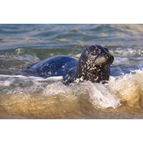 CA, La Jolla A seal coming ashore on the coast
